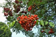 52 Ai roccoli del Passo Barbata